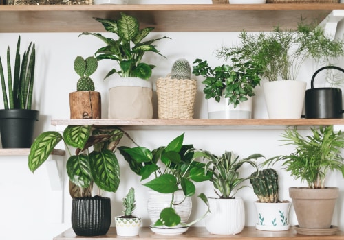 How to Take Care of the Best Air Filtering and Purifying Plants
